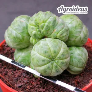 Euphorbia obesa var. caespitosa "Selección"