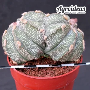 Astrophytum asterias "selección"