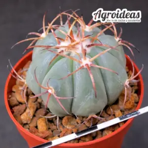 Echinocactus horizonthalonius «Saltillo» M-6,5 cm