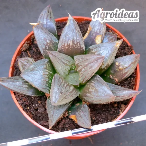 Haworthia "Black major" - Imagen 2