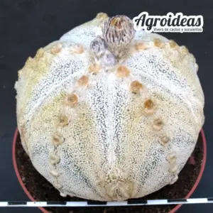 Astrophytum coahuilense X myriostigma "Ooibo"