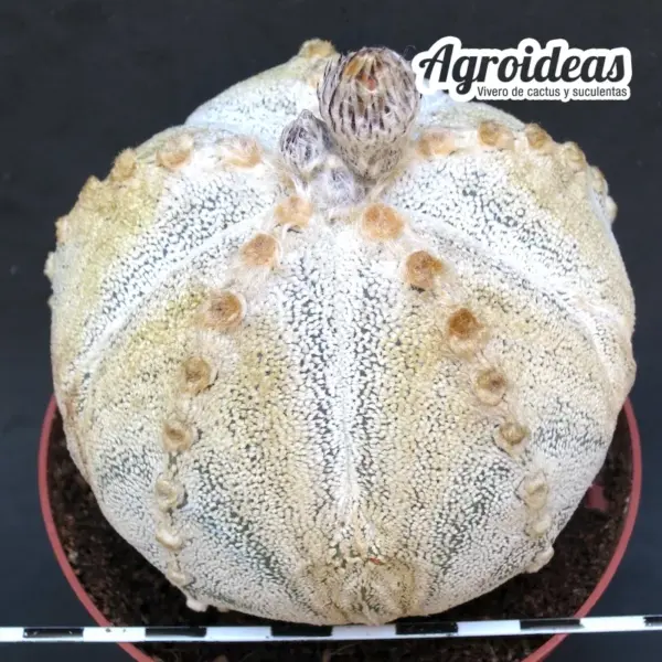 Astrophytum coahuilense X myriostigma "Ooibo"
