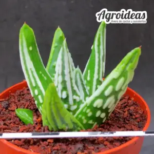 Haworthia pumila "Tears of Angels"