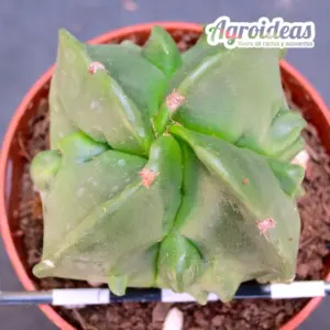 Astrophytum "kikko Ranpo"