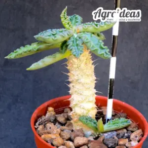 Euphorbia tulearensis