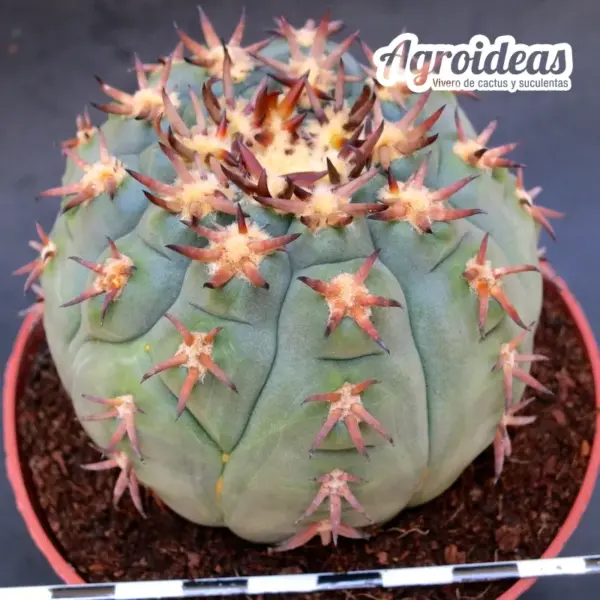 Gymnocalycium spegazzinii var. unguispinum "Ejemplar"
