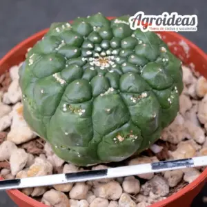 Euphorbia gymnocalycioides