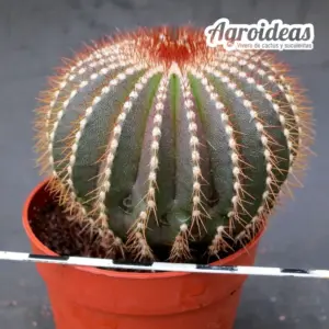 Uebelmannia pectifinera ssp. multicostata var. flavispina