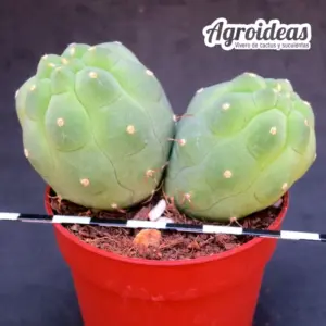 Matucana madisoniorum "Bicéfala"