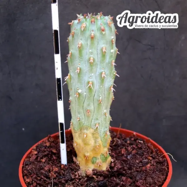 Euphorbia multiclava - Imagen 2