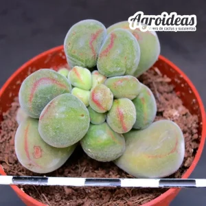 Crassula namaquensis var. brevifolia