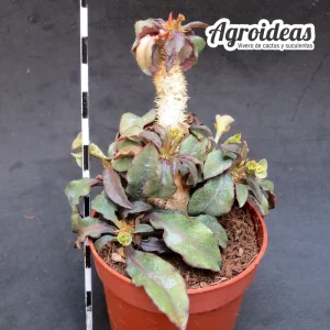 Euphorbia francoisii