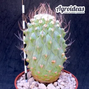 Strombocactus disciformis "Ejemplar" MØ-8,5cm