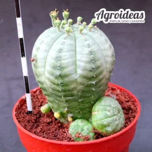 Euphorbia obesa var. caespitosa