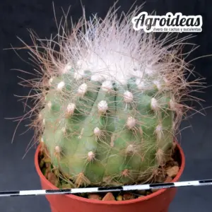 Copiapoa krainziana var. scopulina