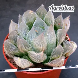 Haworthia cooperi var. venusta GM292