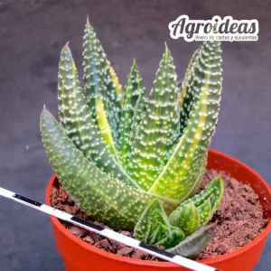 Gasterhaworthia «Royal Higness» variegata