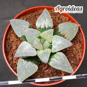 Haworthia pygmaea cv. "Super White"