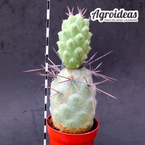 Tephrocactus aoracanthus fr. "gigante"
