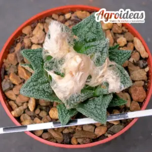 Ariocarpus fissuratus v. hintonii