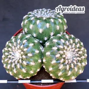 Sulcorebutia arenacea "Tricéfala"