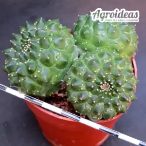 Euphorbia gymnocalycioides "kikko" policéfala