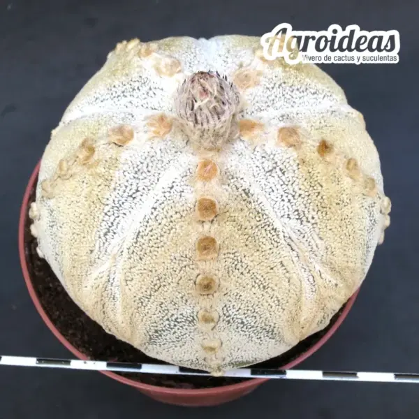 Astrophytum coahuilense X myriostigma "Ooibo" - Imagen 2