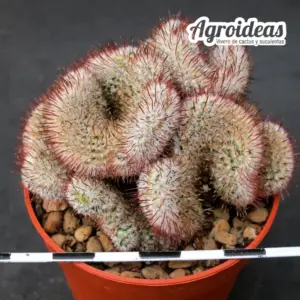 Mammillaria andersonii "cristata" Ejemplar