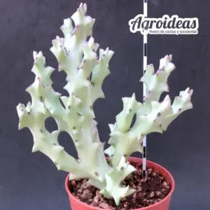 Caralluma socotrana "Ejemplar selección"