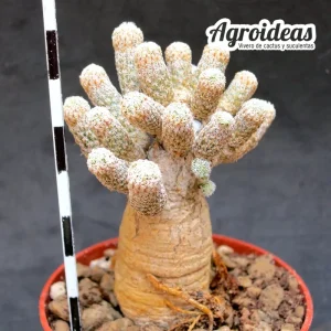 Turbinicarpus krainzianus "Selección"