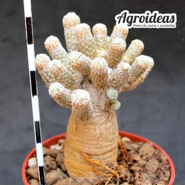 Turbinicarpus krainzianus "Selección"