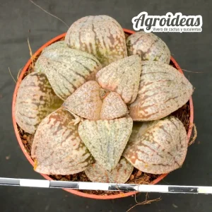 Haworthia picta cv. "Hikaru Genji"