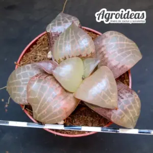 Haworthia cv. "Suisyo"