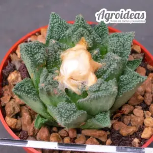 Ariocarpus fissuratus v. hintonii