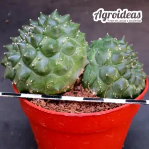 Euphorbia gymnocalycioides "kikko" bicéfala