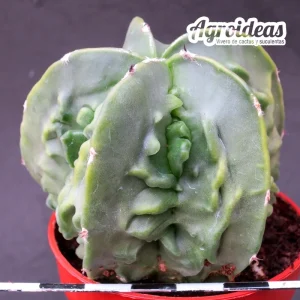 Astrophytum fukuryu var. nudum