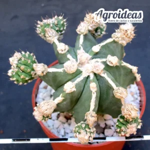 Astrophytum nudum «Hubo-ki & Fukuryu»