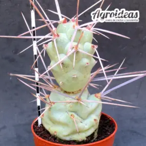 Tephrocactus aoracanthus "fr. gigante" (Catamarca)