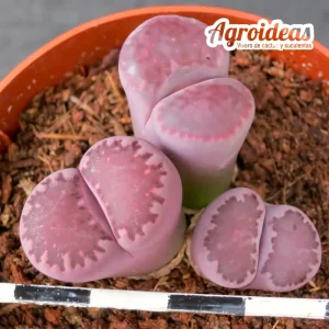 Lithops salicola "Bacchus"