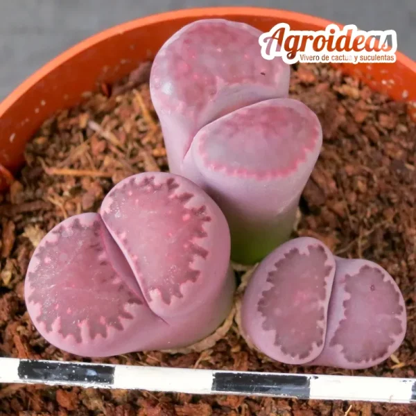 Lithops salicola "Bacchus"