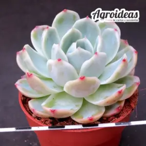 Echeveria "Witchcraft" variegata