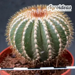 Uebelmannia pectinifera var. flavispina