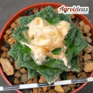 Ariocarpus fissuratus v. hintonii