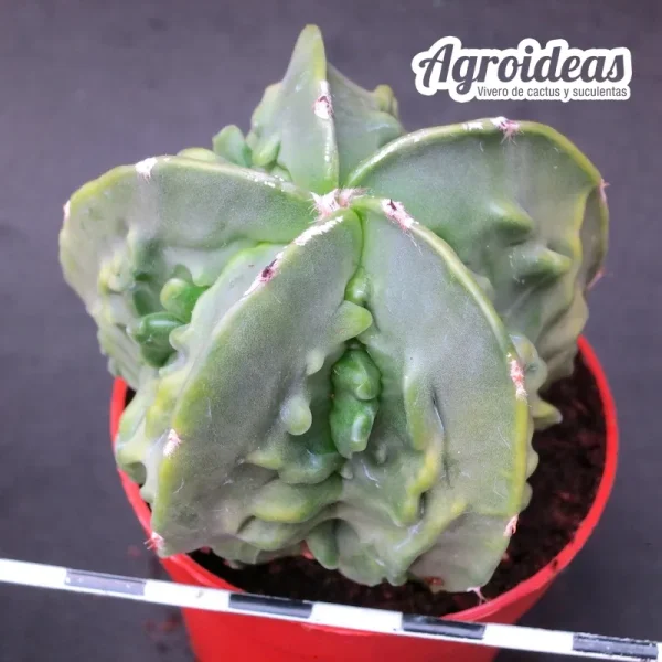 Astrophytum fukuryu var. nudum - Imagen 2