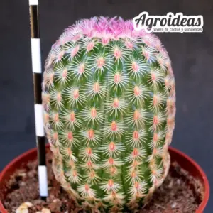 Echinocereus rigidissimus var. rubispinus