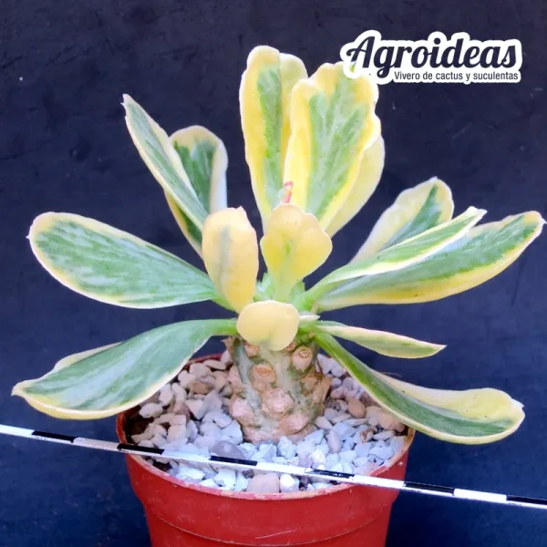 Euphorbia poissonii "variegata" - Imagen 2