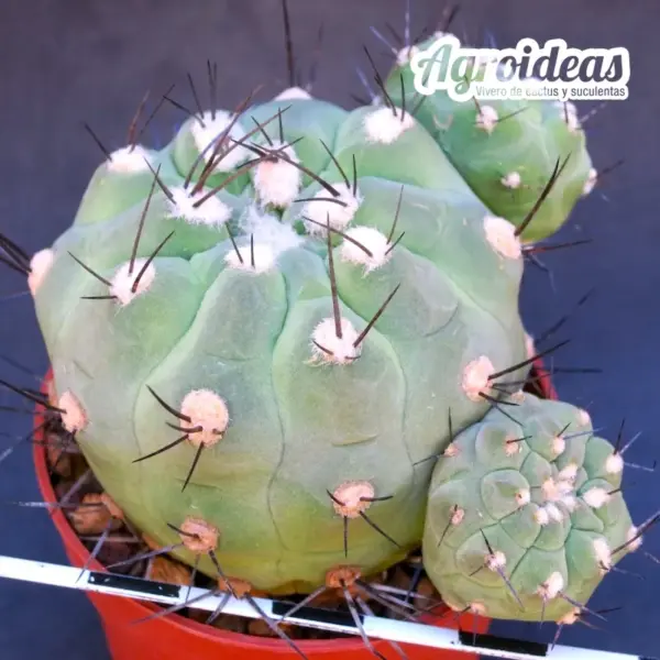 Weingartia neumanniana