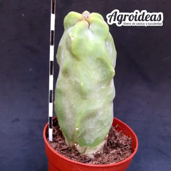 Lophocereus schottii f. mieckleyanus - Imagen 2