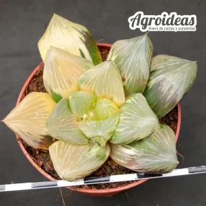 Haworthia "Red Flame" variegata