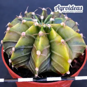 Gymnocalycium X Aguadulce «Variegata»